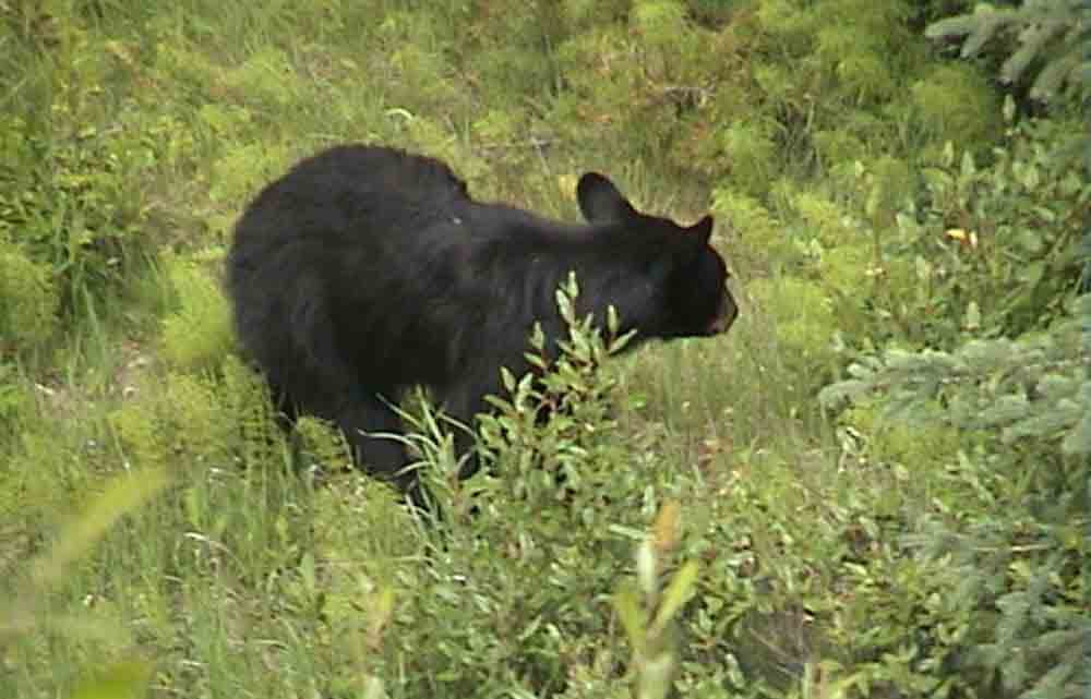 Oso Negro - Canada 2.jpg